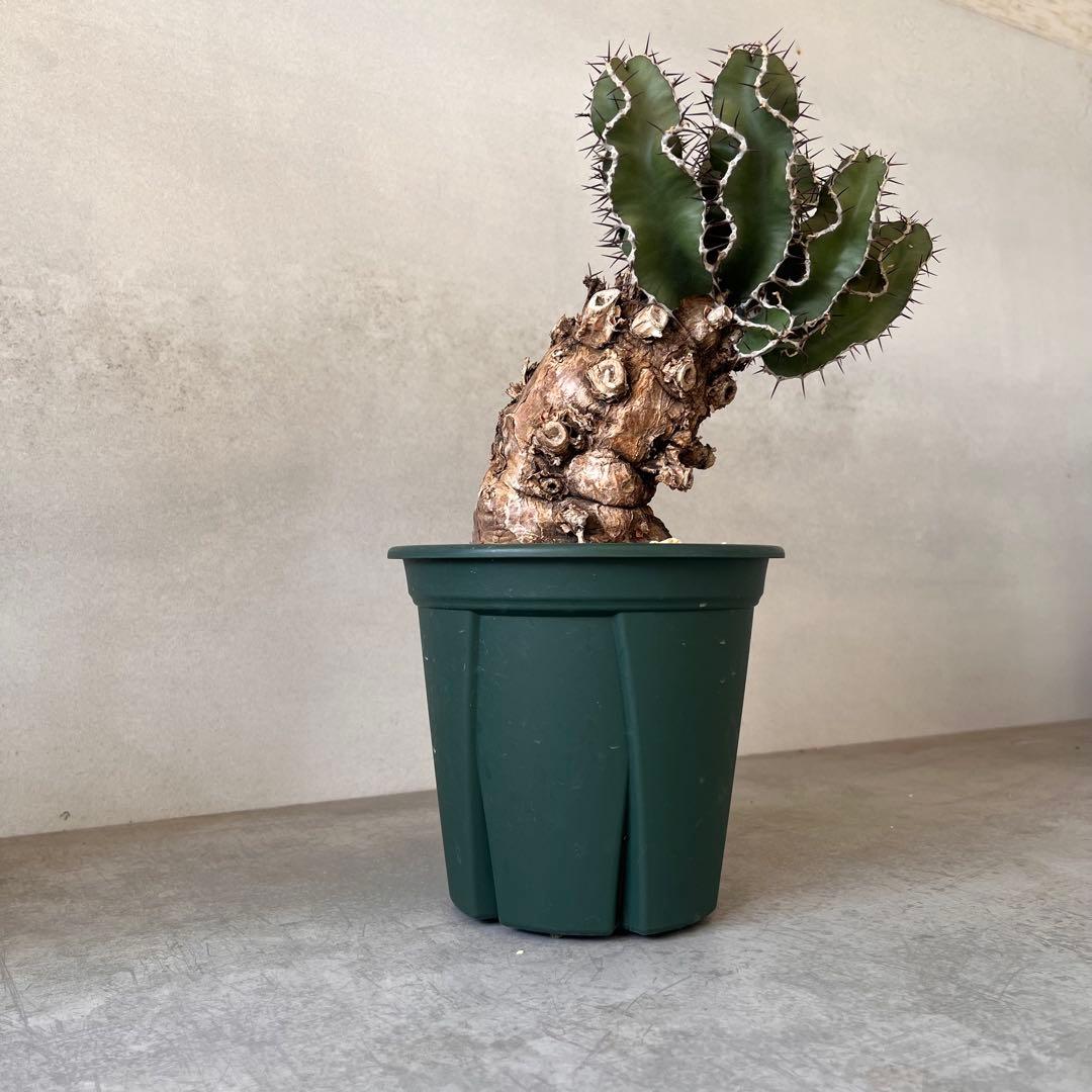 ユーフォルビア　ムランジーナ　現地球　Euphorbia mlanjeana