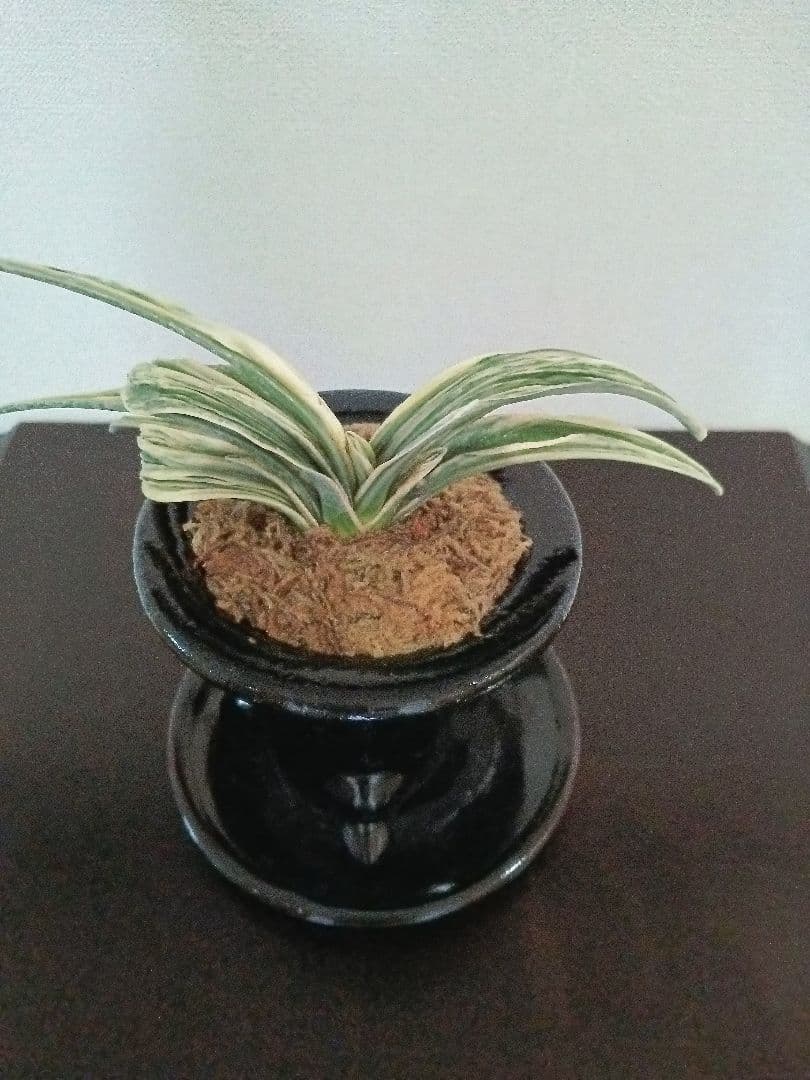 万年青「三笠錦]