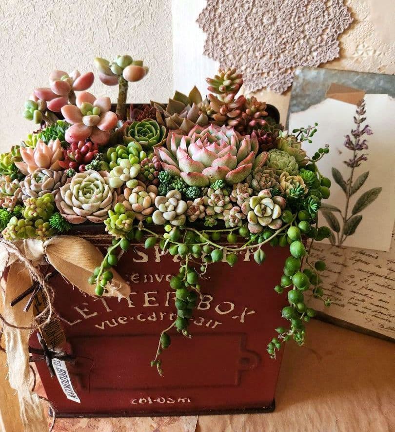 多肉植物寄せ植え　そのまま飾れる寄せ植え 　赤いポスト♡