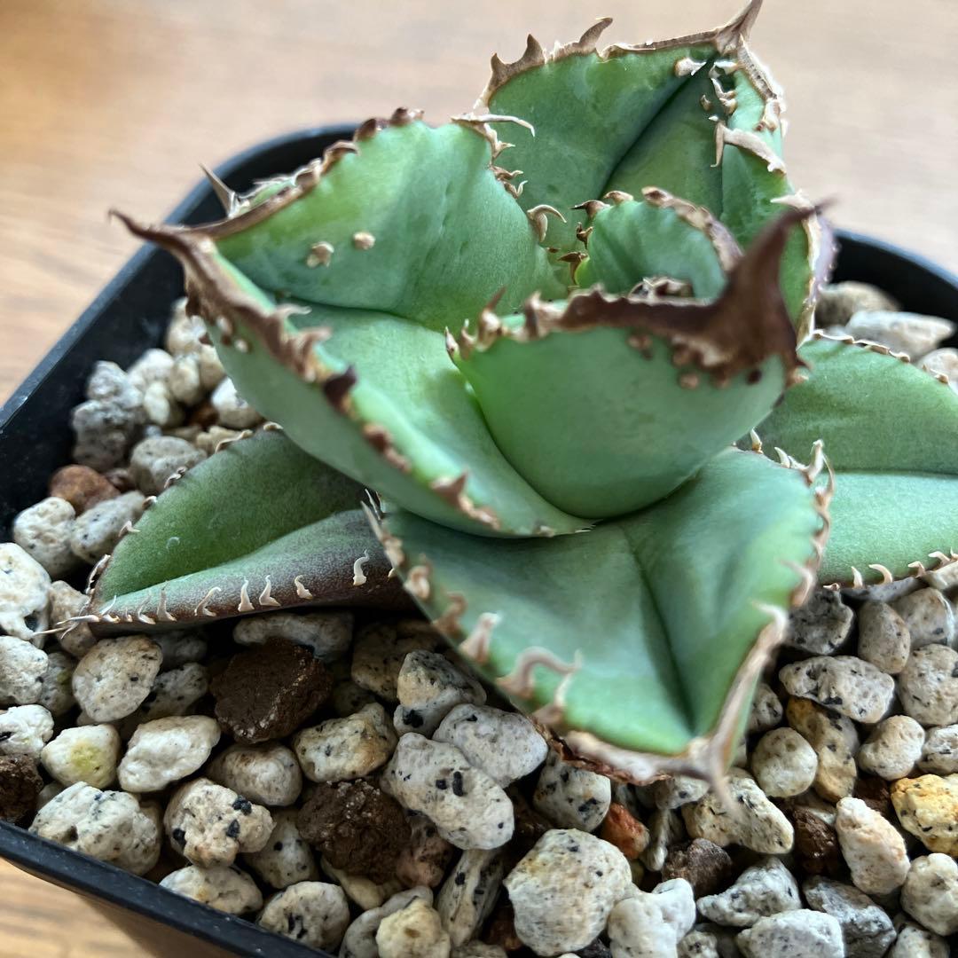 【初売りセット11】101 ぶつぶつ　アガベ　鰐亀/星空　　TC2株　上澳園芸