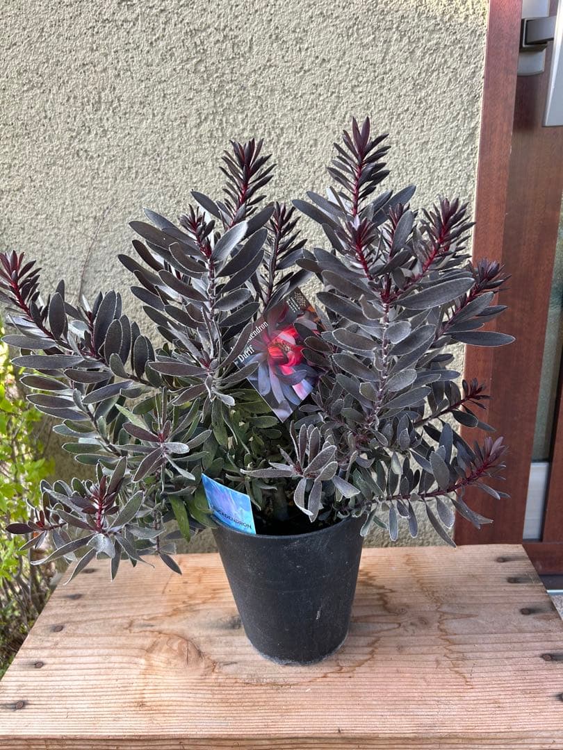 リューカデンドロンデュリフ5号大