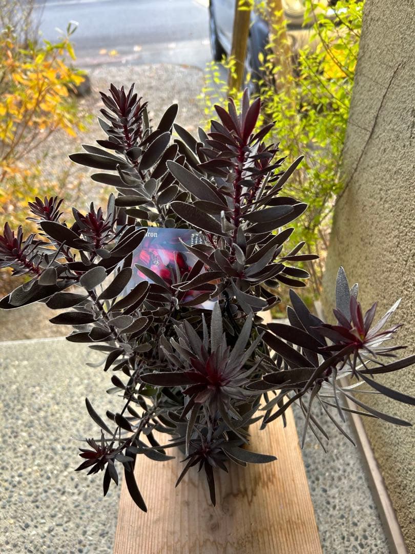 リューカデンドロンデュリフ5号大