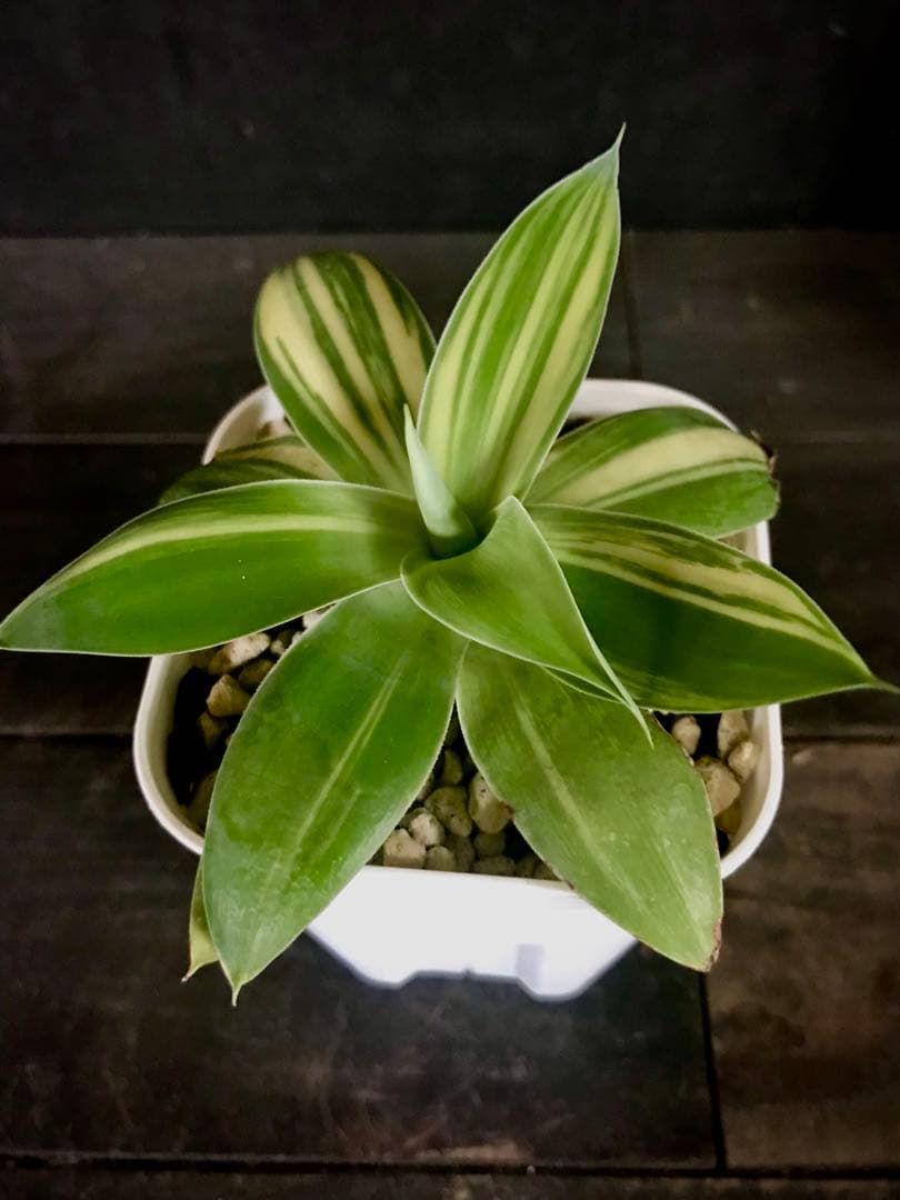 アガベ アテナータ ストライプ　中縞斑入り　翡翠版・三光斑