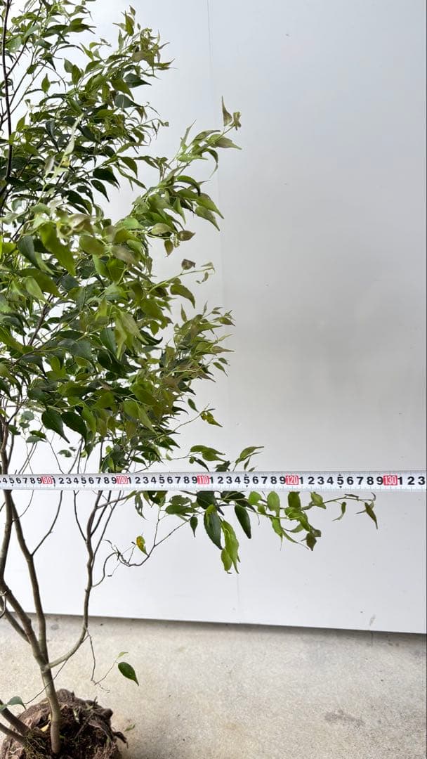 美しい樹形が魅力的 山採り ハイノキ 株立 634 樹高1.7m位 高級樹