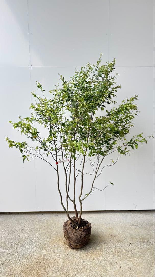 美しい樹形が魅力的 山採り ハイノキ 株立 634 樹高1.7m位 高級樹