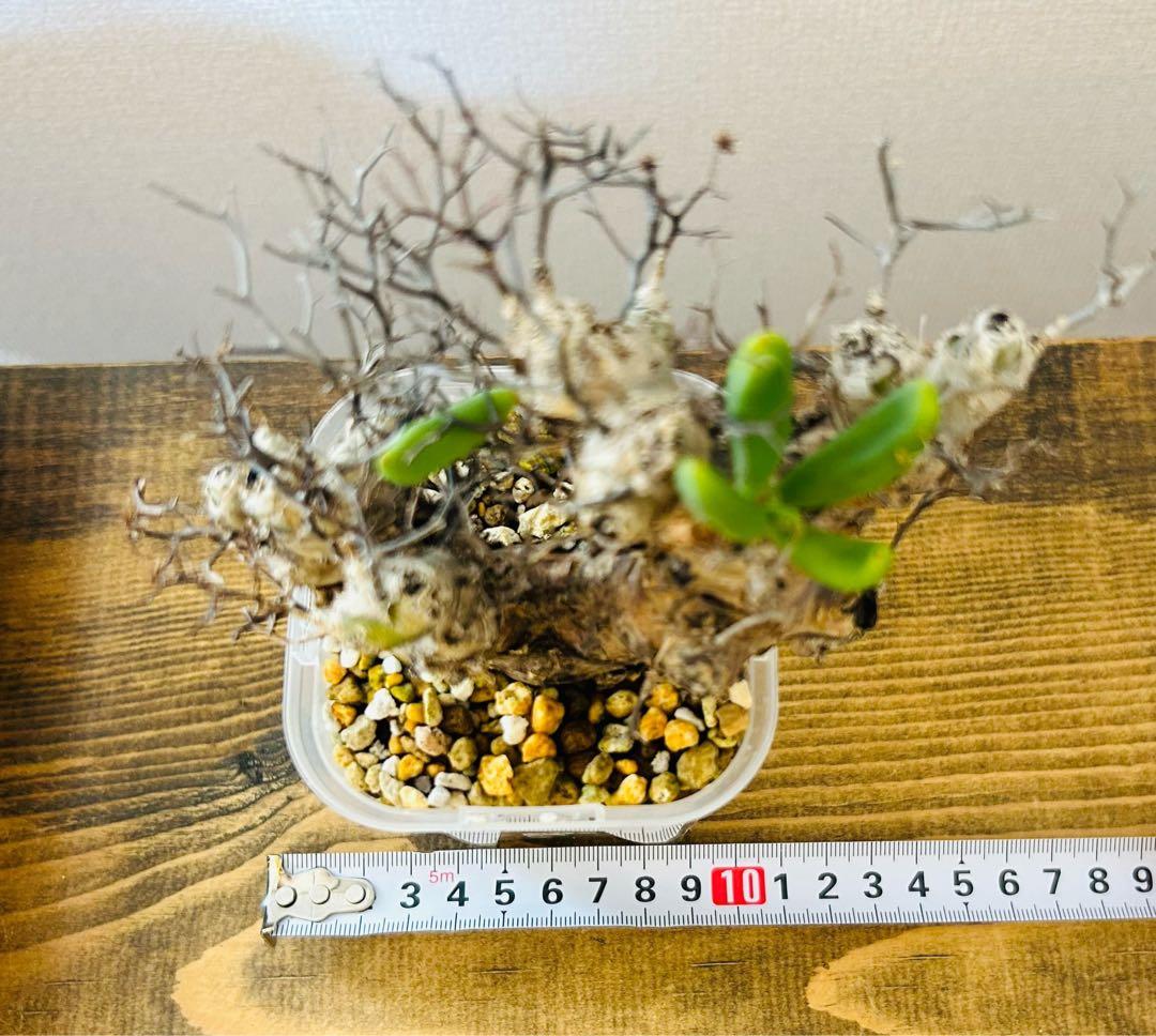 ★発根済★万物想　鉢付き・塊根植物