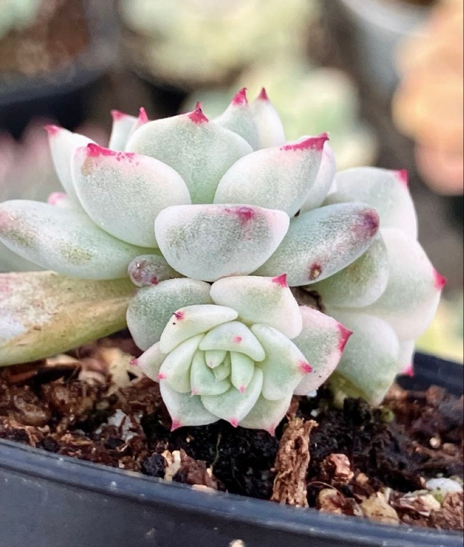 多肉植物　摘芯株　沙羅姫錦　抜き苗