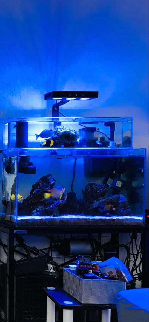 水槽セット【海水魚】