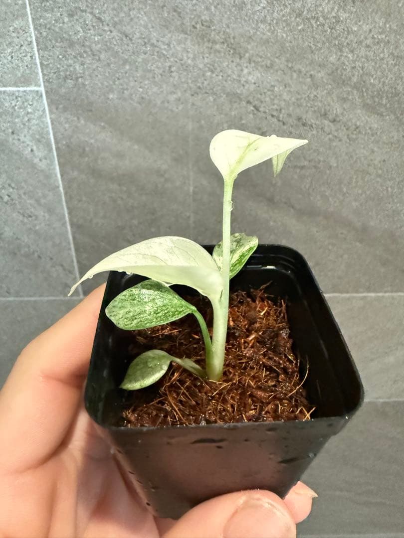 モンステラデリシオーサ フルミント