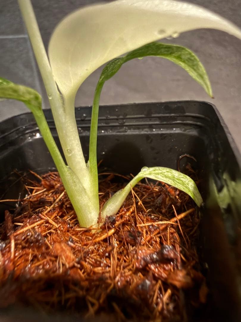 モンステラデリシオーサ フルミント