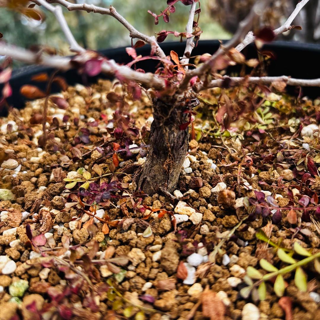 短期間限定超特価！ 超希少 斑入り オペルクリカリア パキプス 根挿し株 発芽済