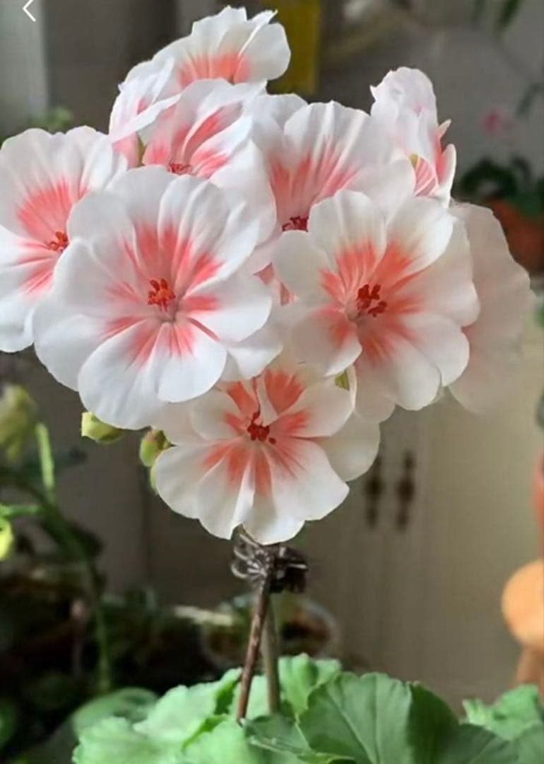 開花中　希少品種ゼラニウム　珍しいゼラニウム　海外品種ゼラニウム　wl01