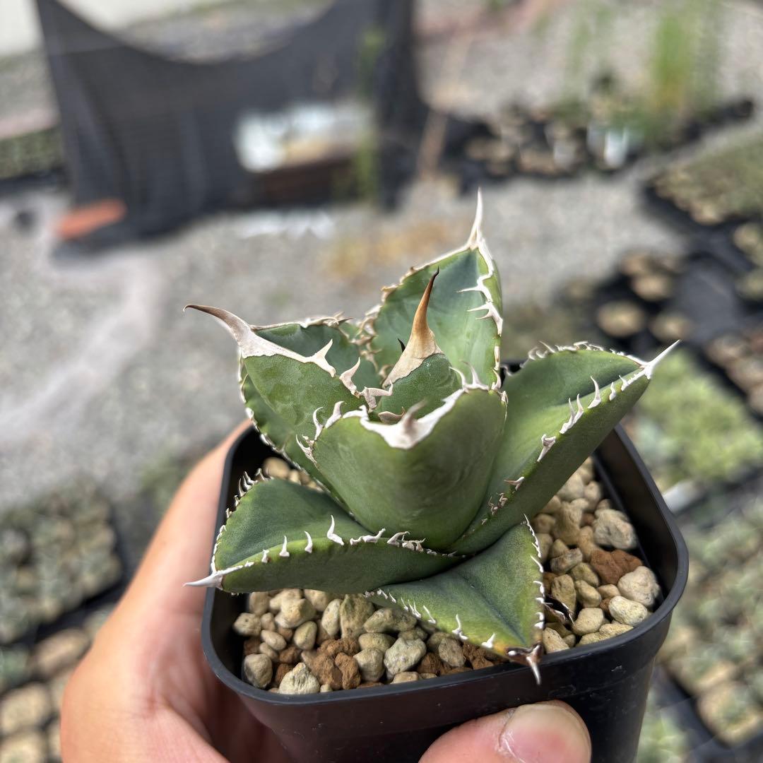 バナナシェイク様確認用ページ