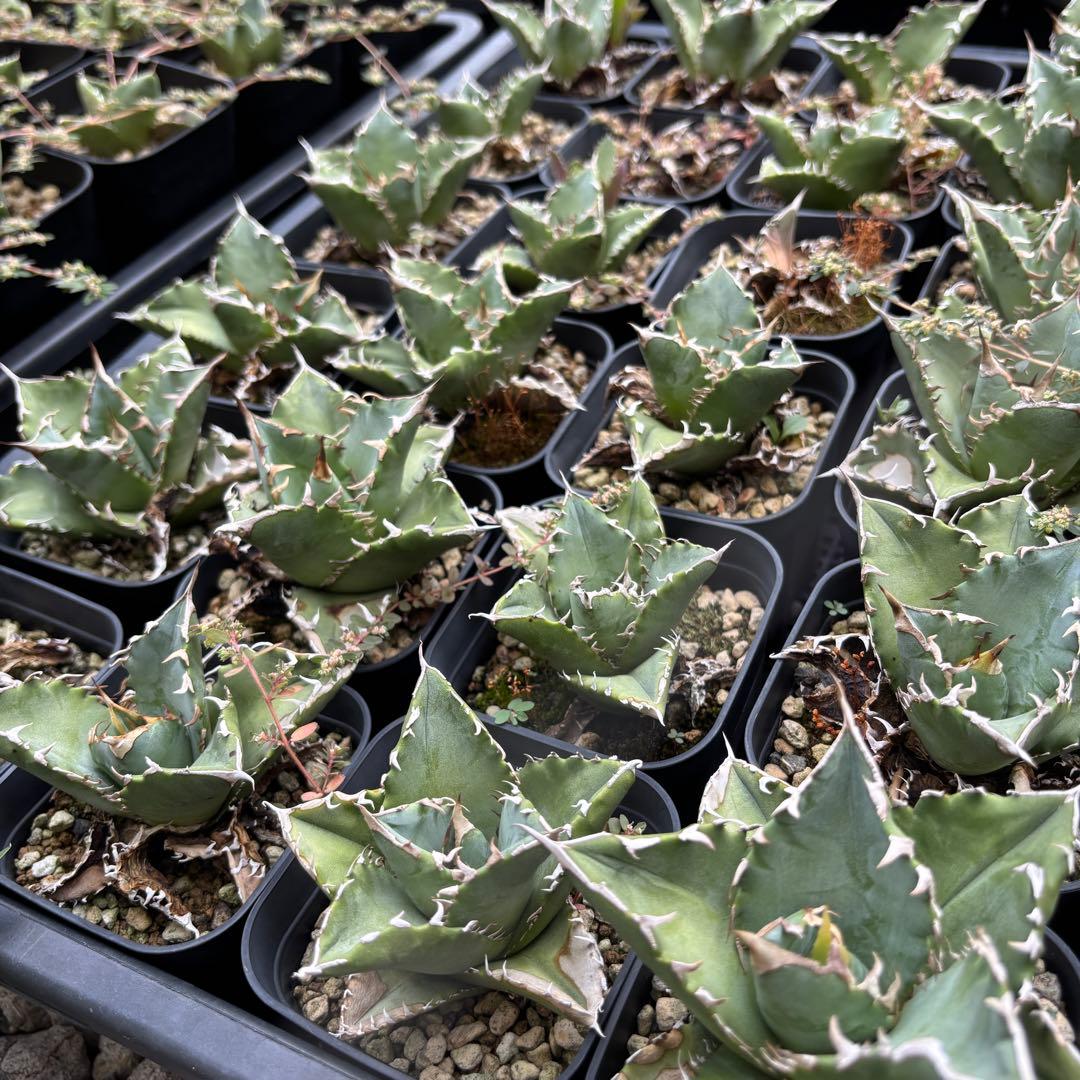 バナナシェイク様確認用ページ