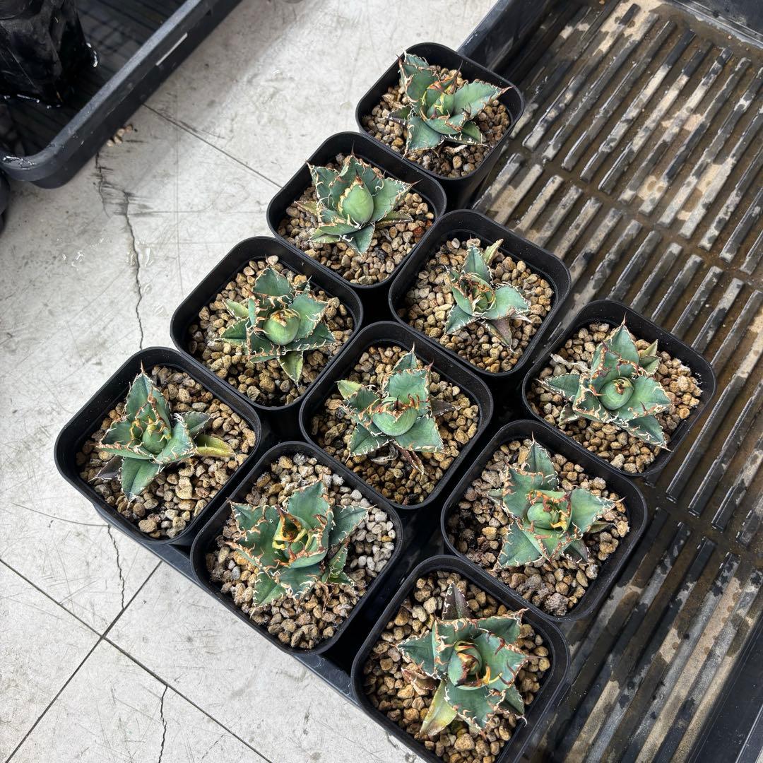 バナナシェイク様確認用ページ