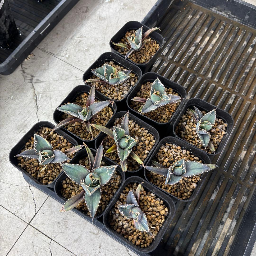 バナナシェイク様確認用ページ