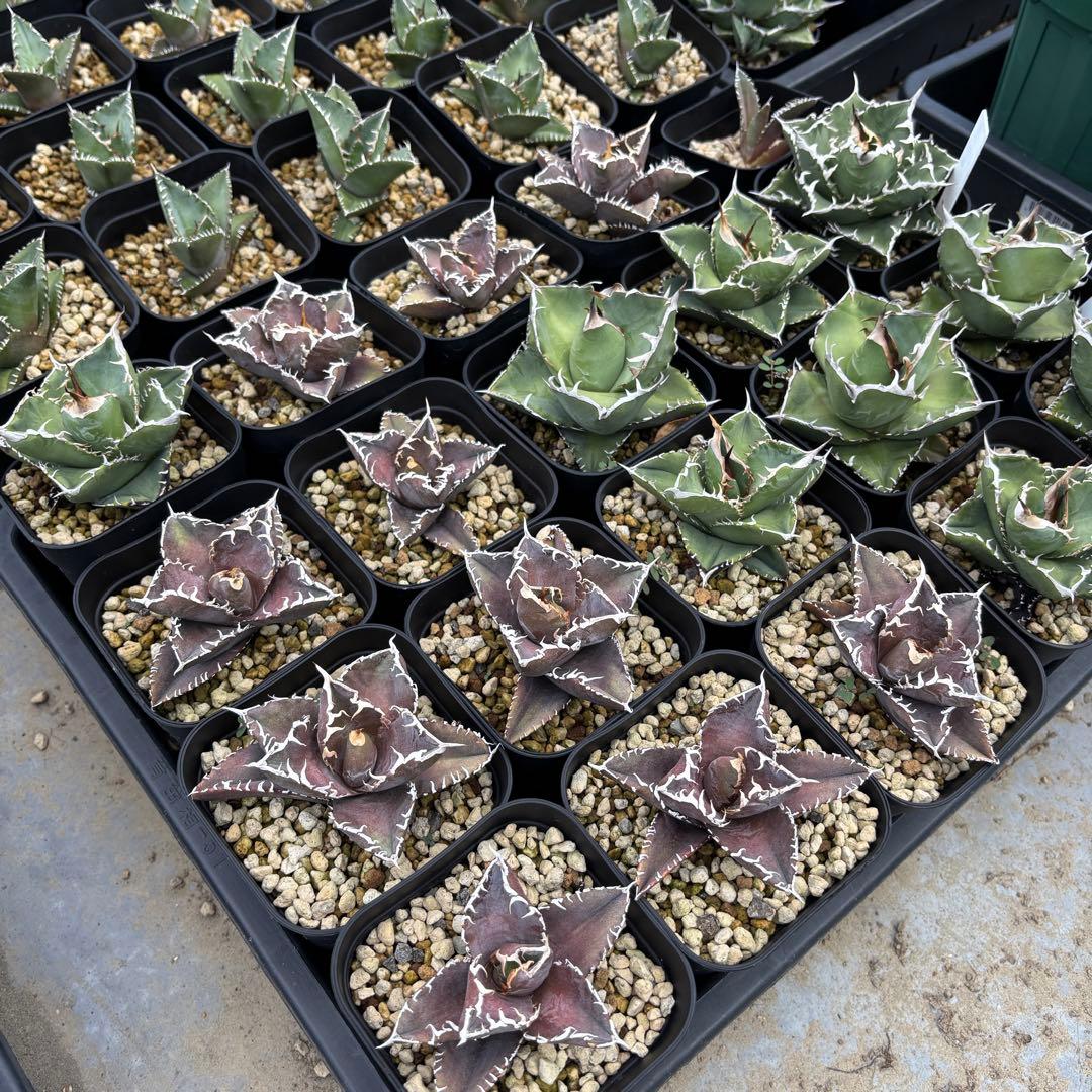 バナナシェイク様確認用ページ