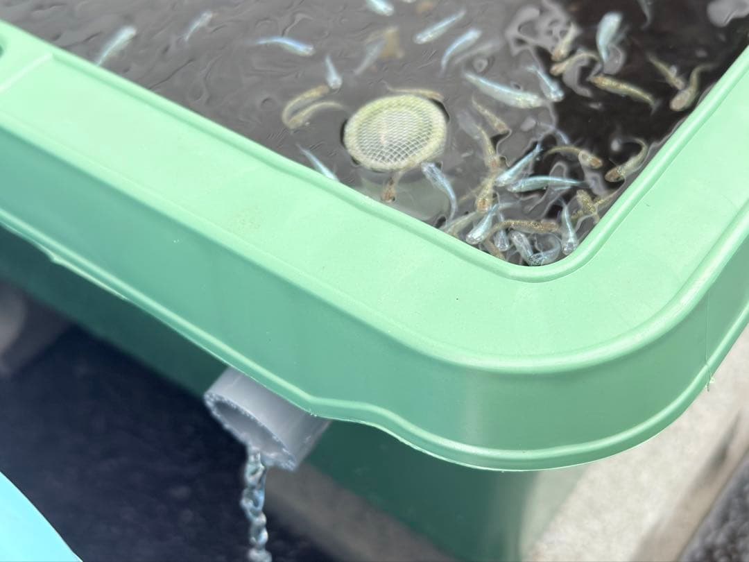 メダカ容器オーバーフロー加工 トロ舟80L 2個セットプラ舟NVボックスメダカ