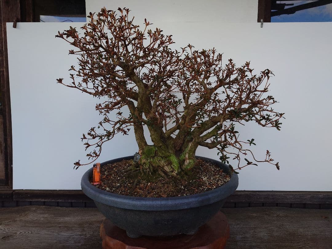 盆栽　皐月(紅牡丹)　樹高60cm