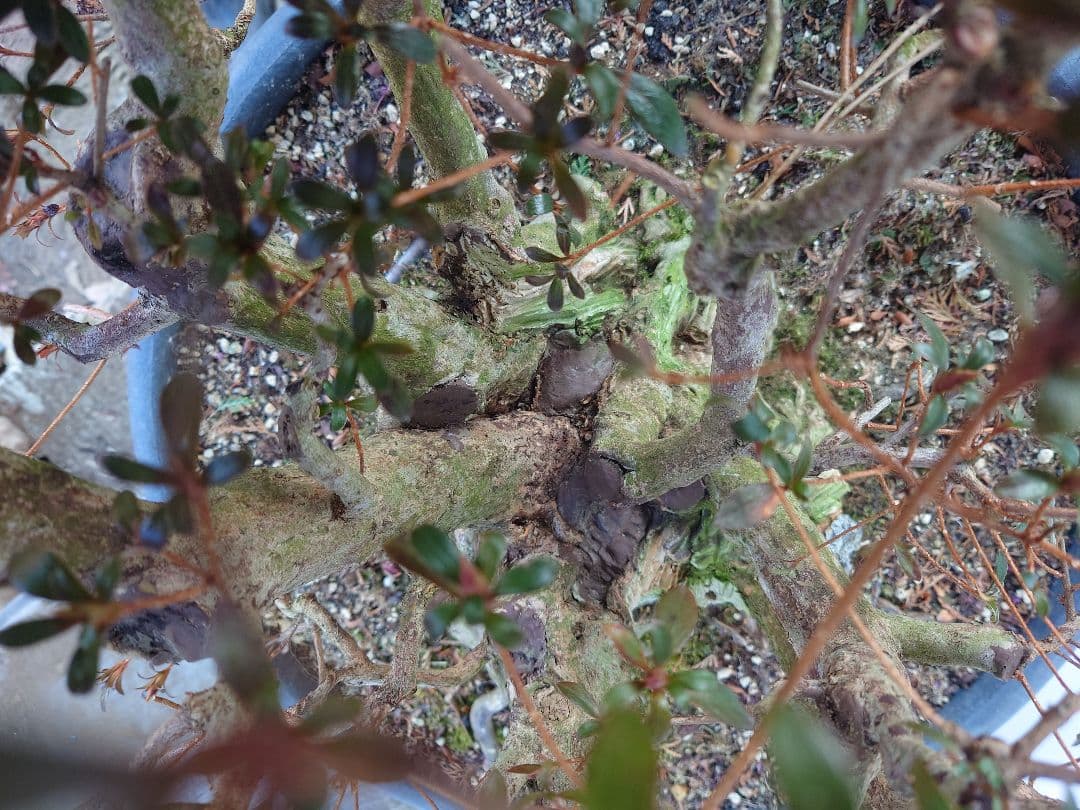 盆栽　皐月(紅牡丹)　樹高60cm