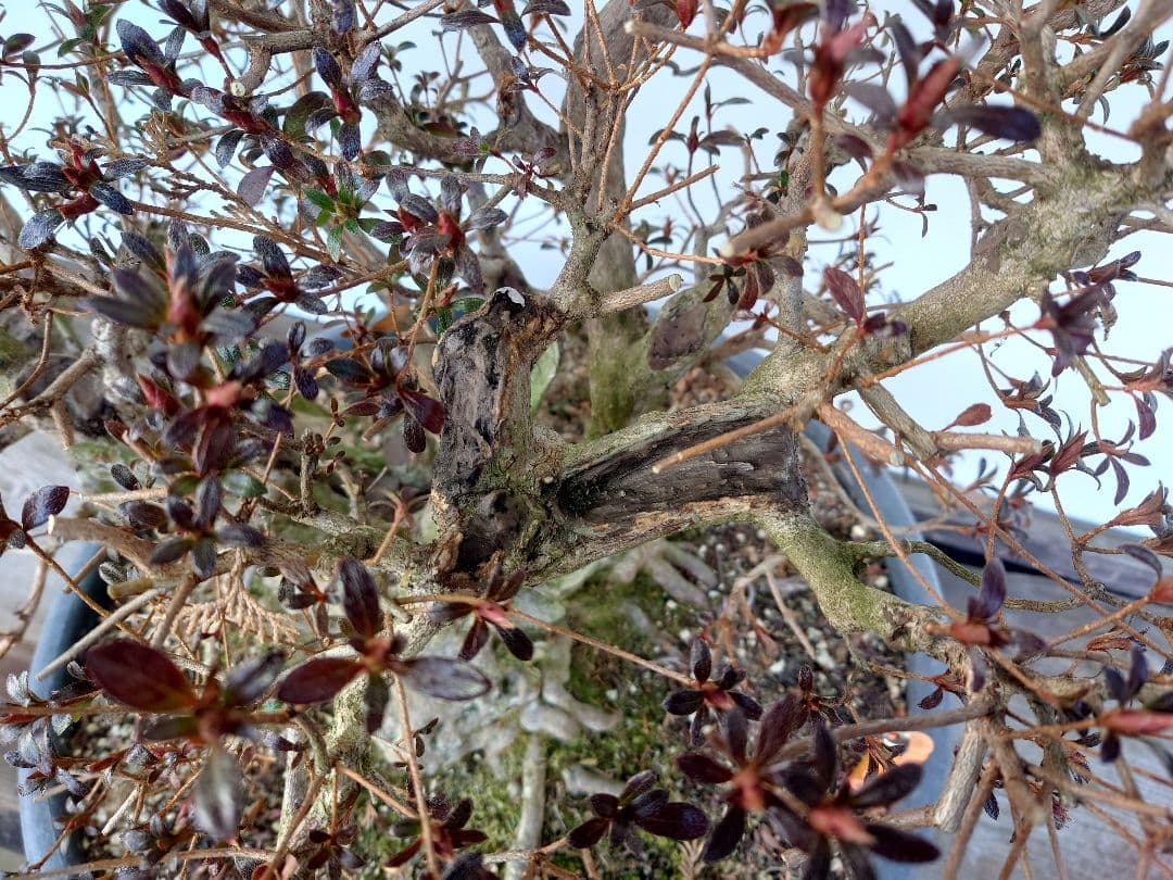 盆栽　皐月(紅牡丹)　樹高60cm