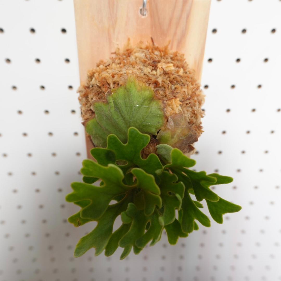 ビカクシダ リドレイ ドワーフ シルバー 板付 R-3