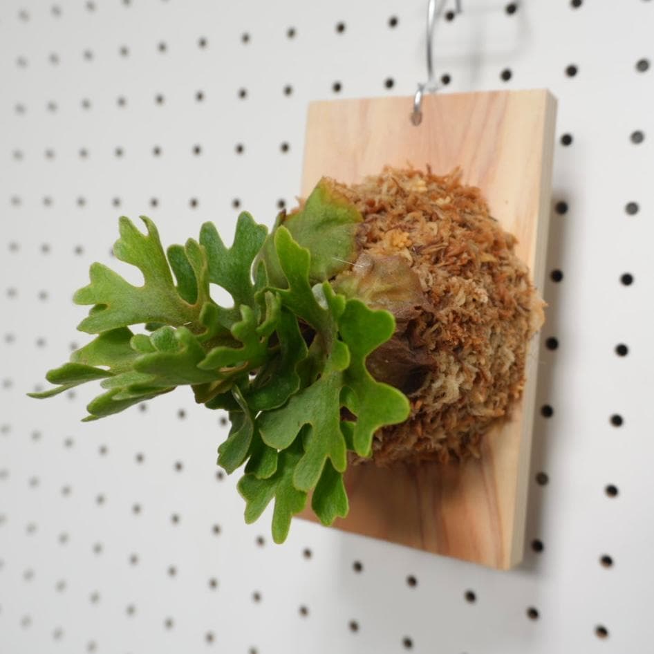 ビカクシダ リドレイ ドワーフ シルバー 板付 R-3