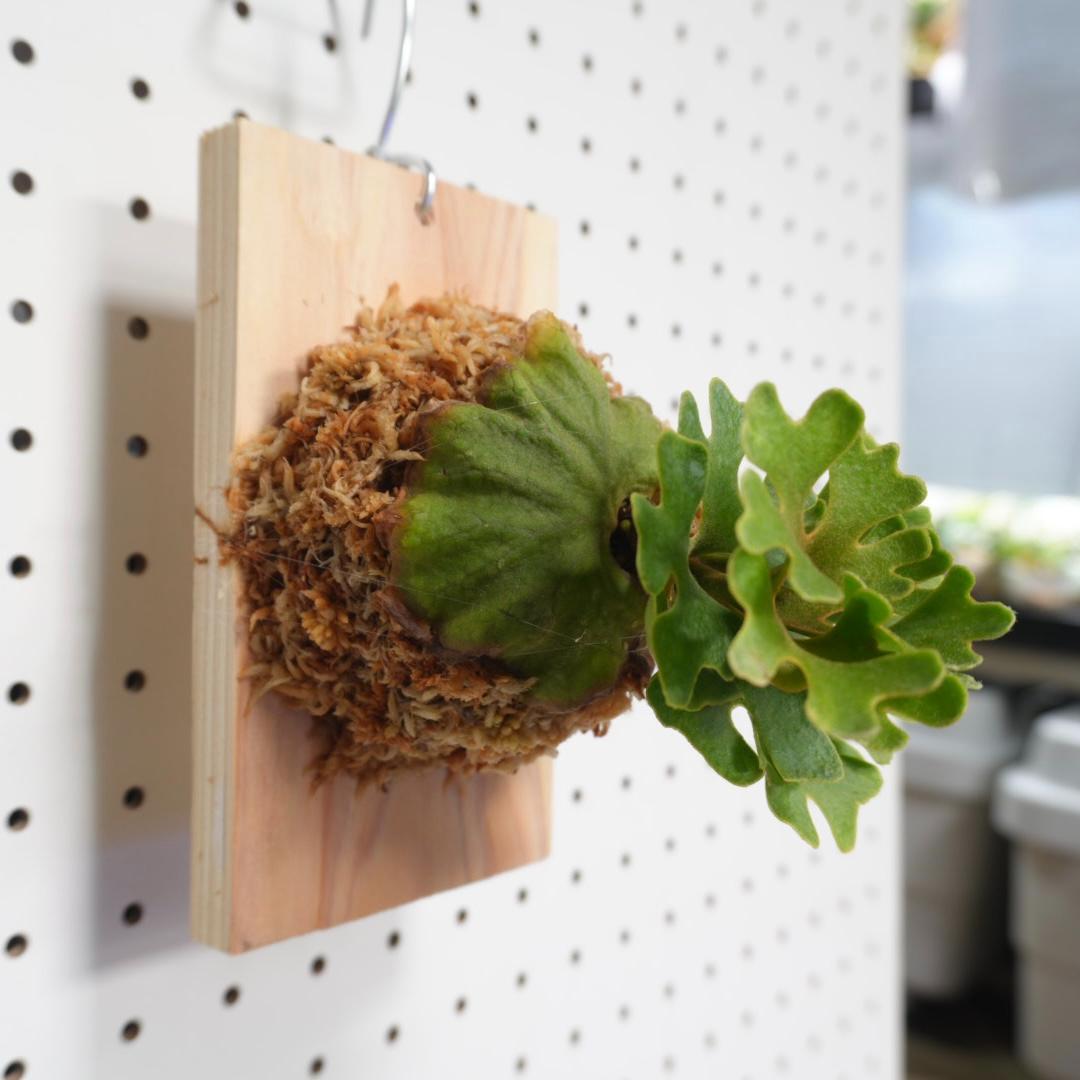 ビカクシダ リドレイ ドワーフ シルバー 板付 R-3