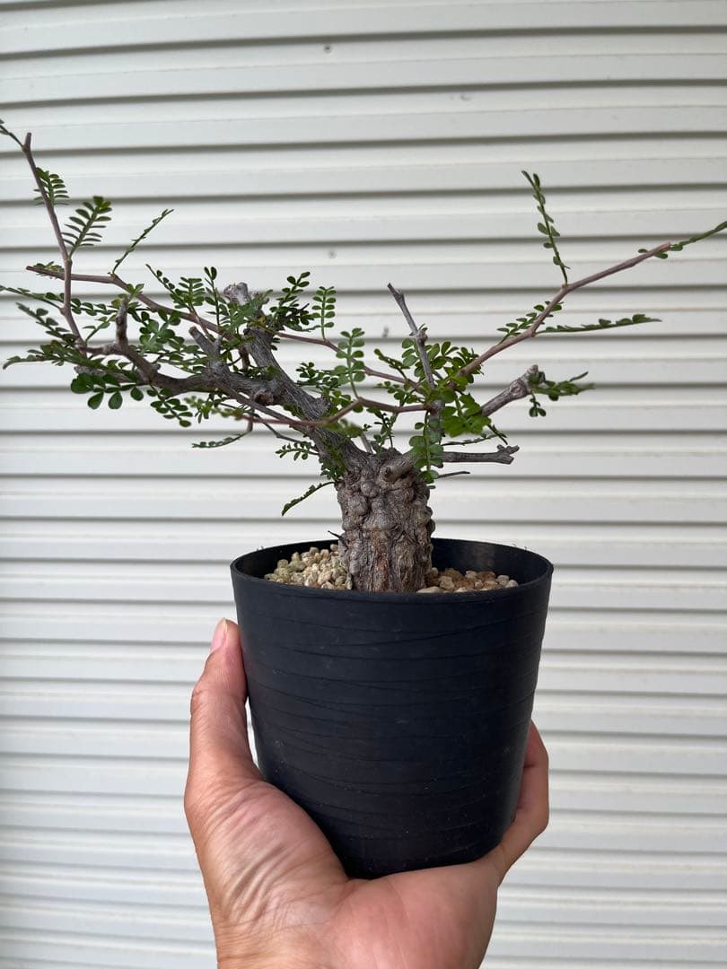 週末セール中！オペルクリカリア パキプス ボコボコ幹　スーパー手乗り株