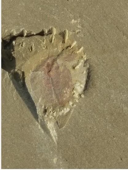 カンブリア紀 ナラオイア スピノーサ（Naraoia spinosa）