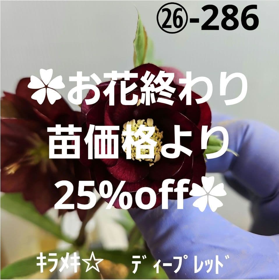 ㉖-286クリスマスローズ