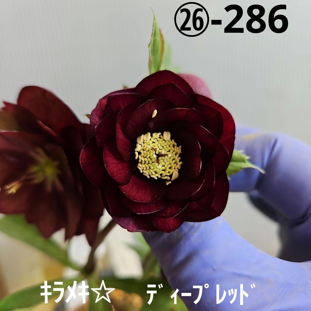 ㉖-286クリスマスローズ