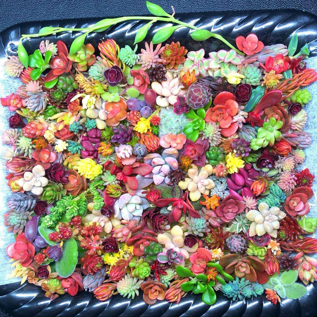 多肉植物　特注ランダムパック　専用