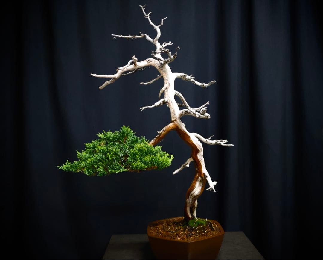 逸品　真柏　盆栽　樹高45cm 古木　天ジン　天シャリ