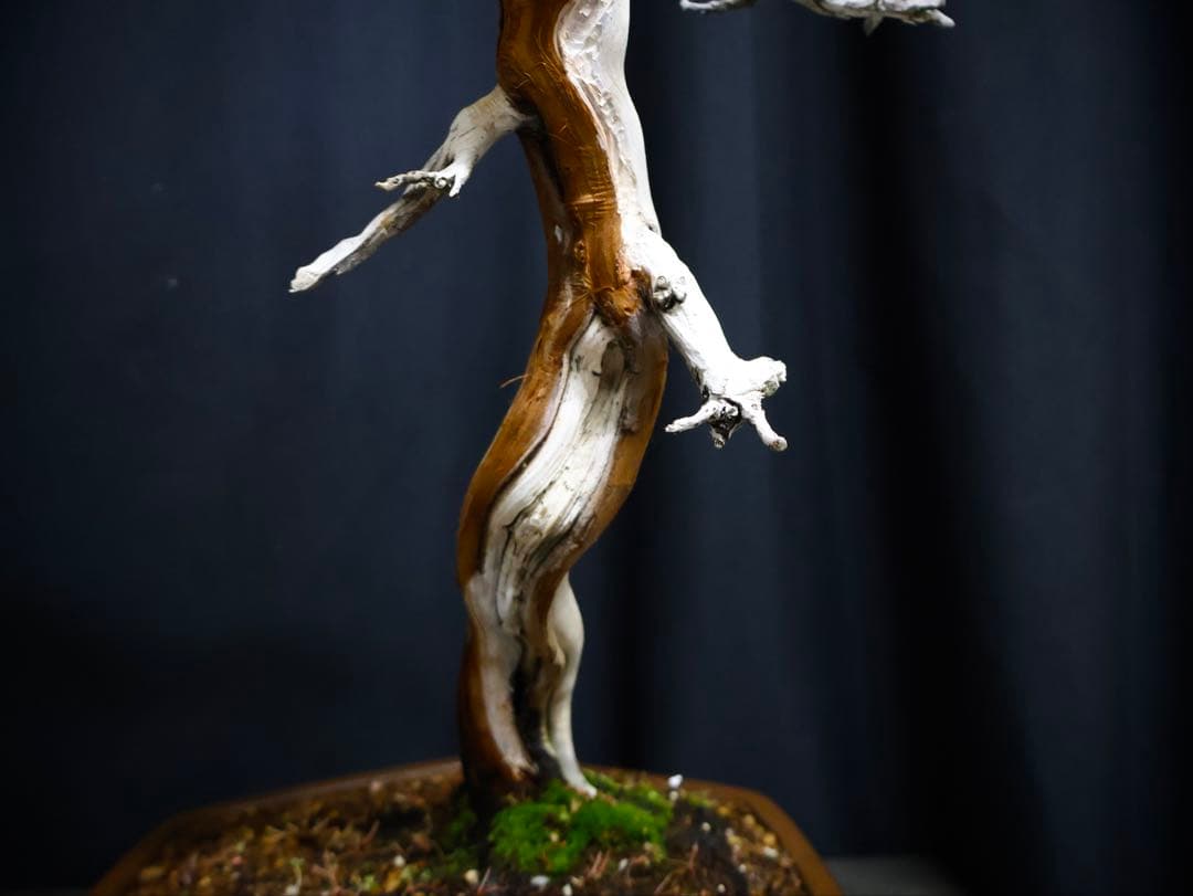 逸品　真柏　盆栽　樹高45cm 古木　天ジン　天シャリ