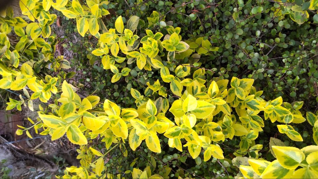 斑入り　ツルマサキ　3ポットセット　ヤマト便コンパクトボックス発送