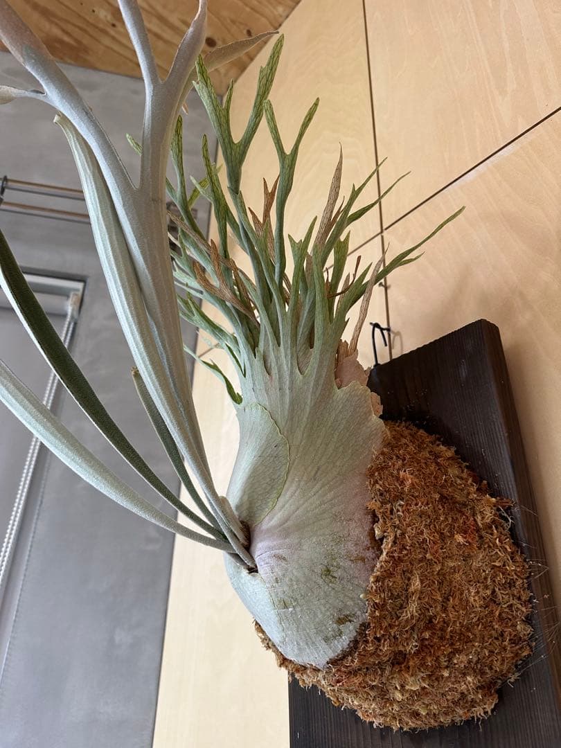 P.veitchii 'Auburn ' 子株販売　④ ビカクシダ