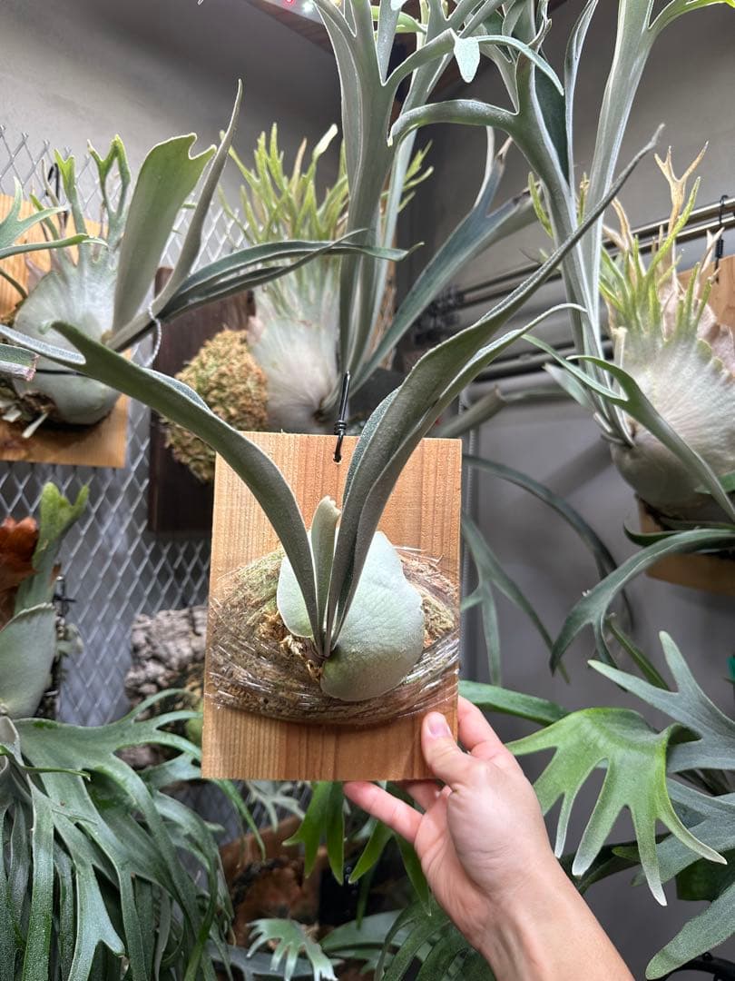 P.veitchii 'Auburn ' 子株販売　④ ビカクシダ