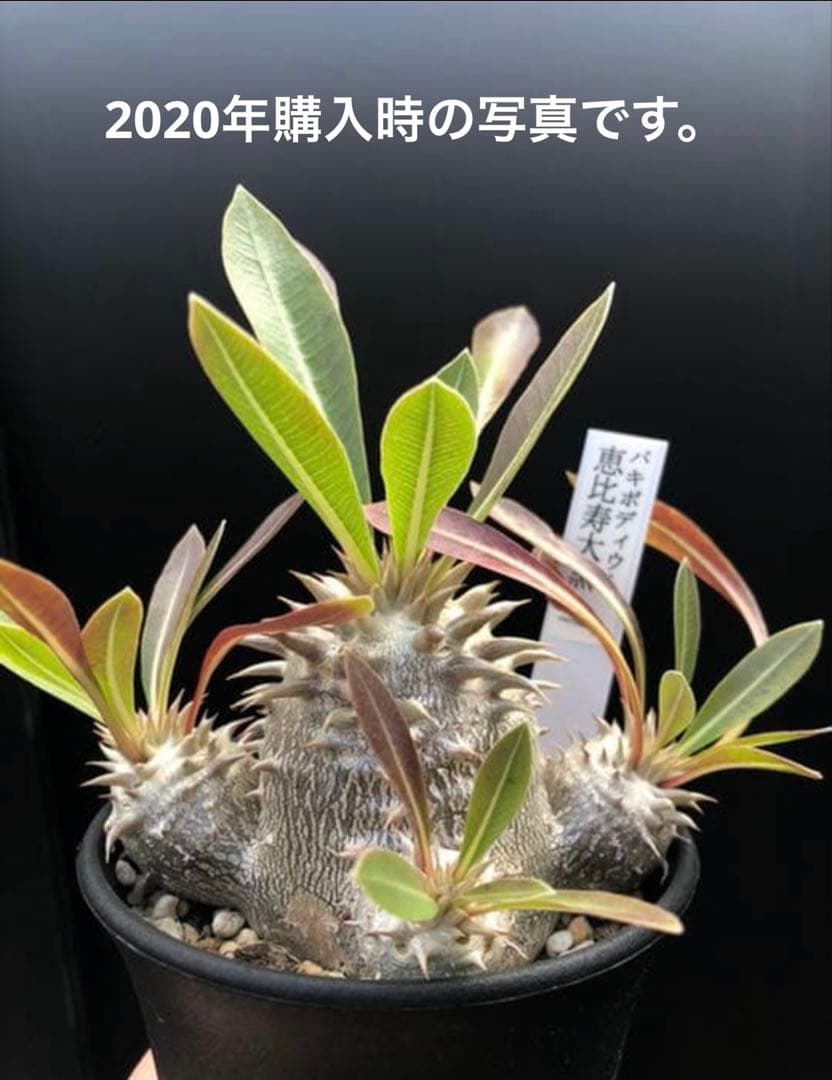 パキポディウム 恵比寿大黒　多頭