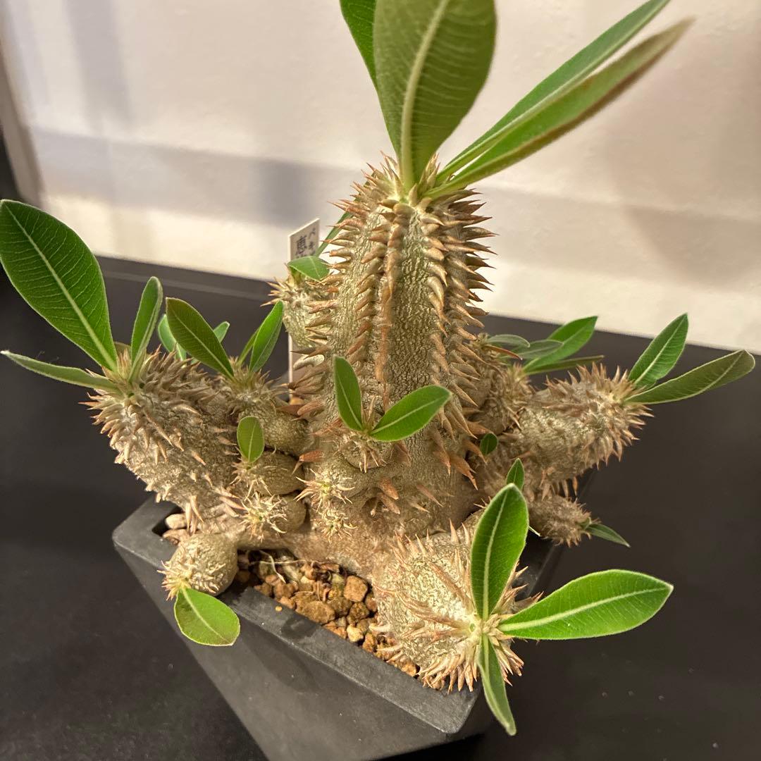 パキポディウム 恵比寿大黒　多頭