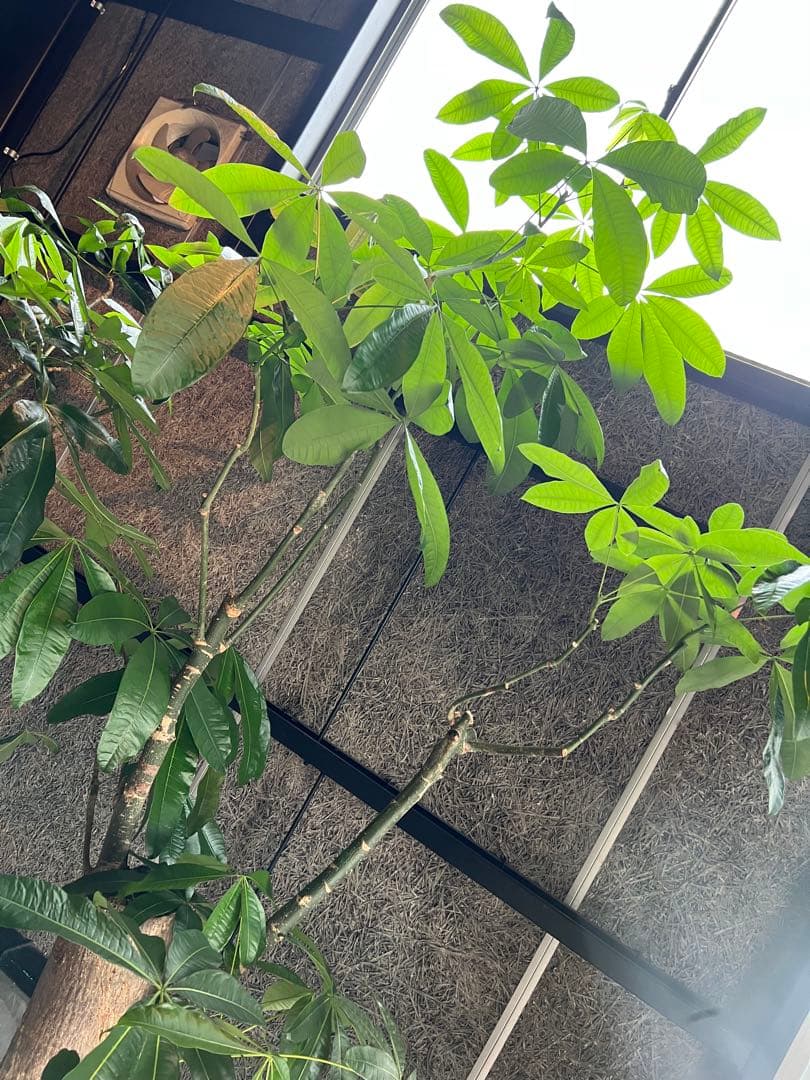 【極太幹・存在感抜群】パキラ 観葉植物／特大サイズ 引き取り限定