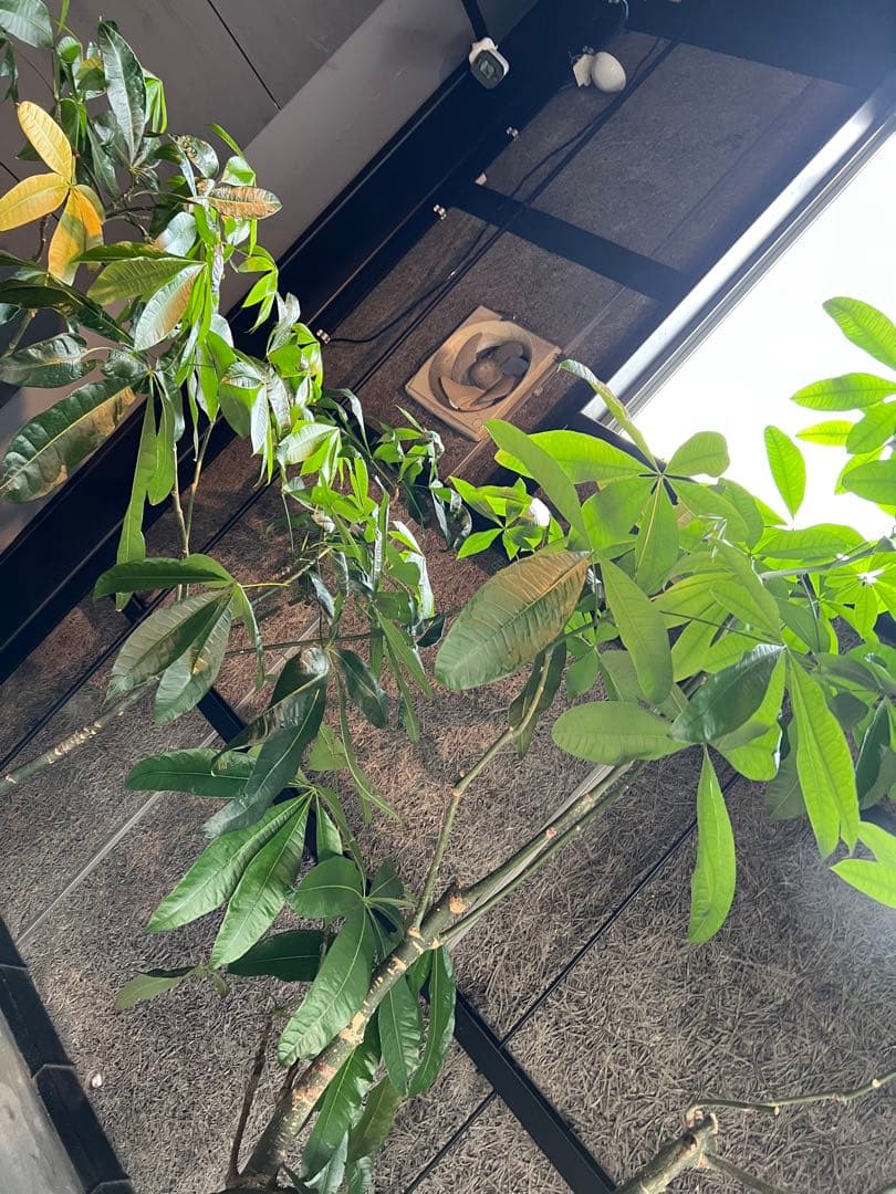 【極太幹・存在感抜群】パキラ 観葉植物／特大サイズ 引き取り限定