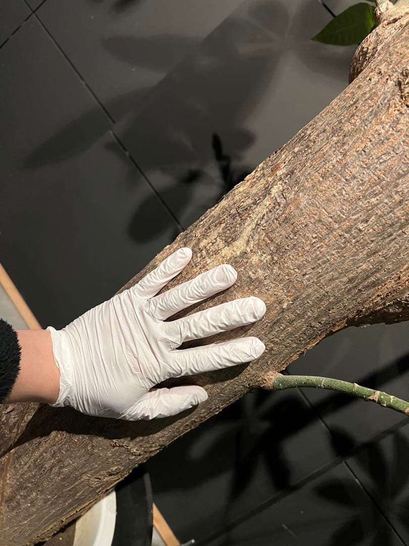 【極太幹・存在感抜群】パキラ 観葉植物／特大サイズ 引き取り限定