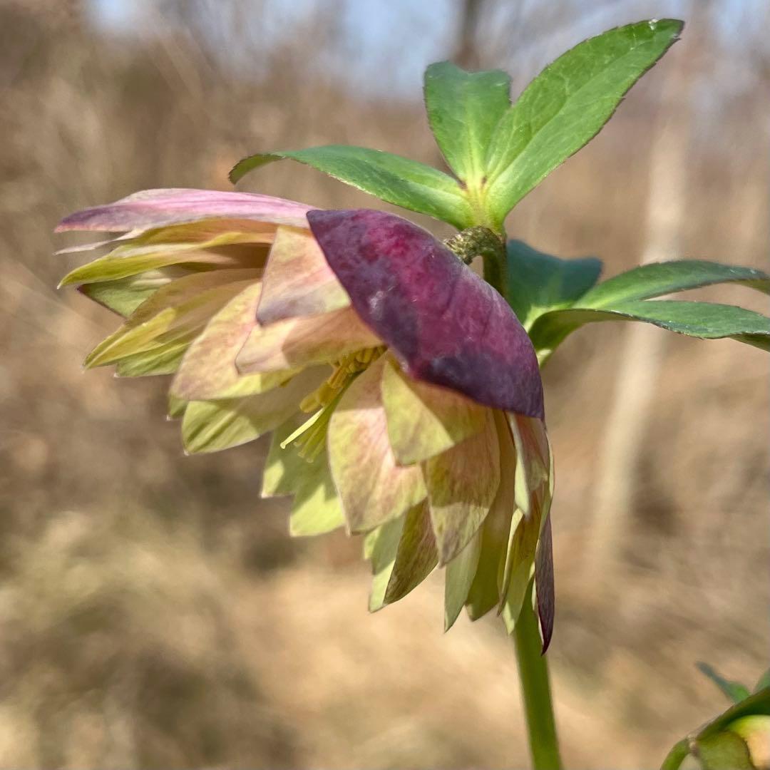 i*u様 ☘️蕾付き☘️3304⭐️超希少⭐️アンティークピエラ⭐️吉田園芸⭐️