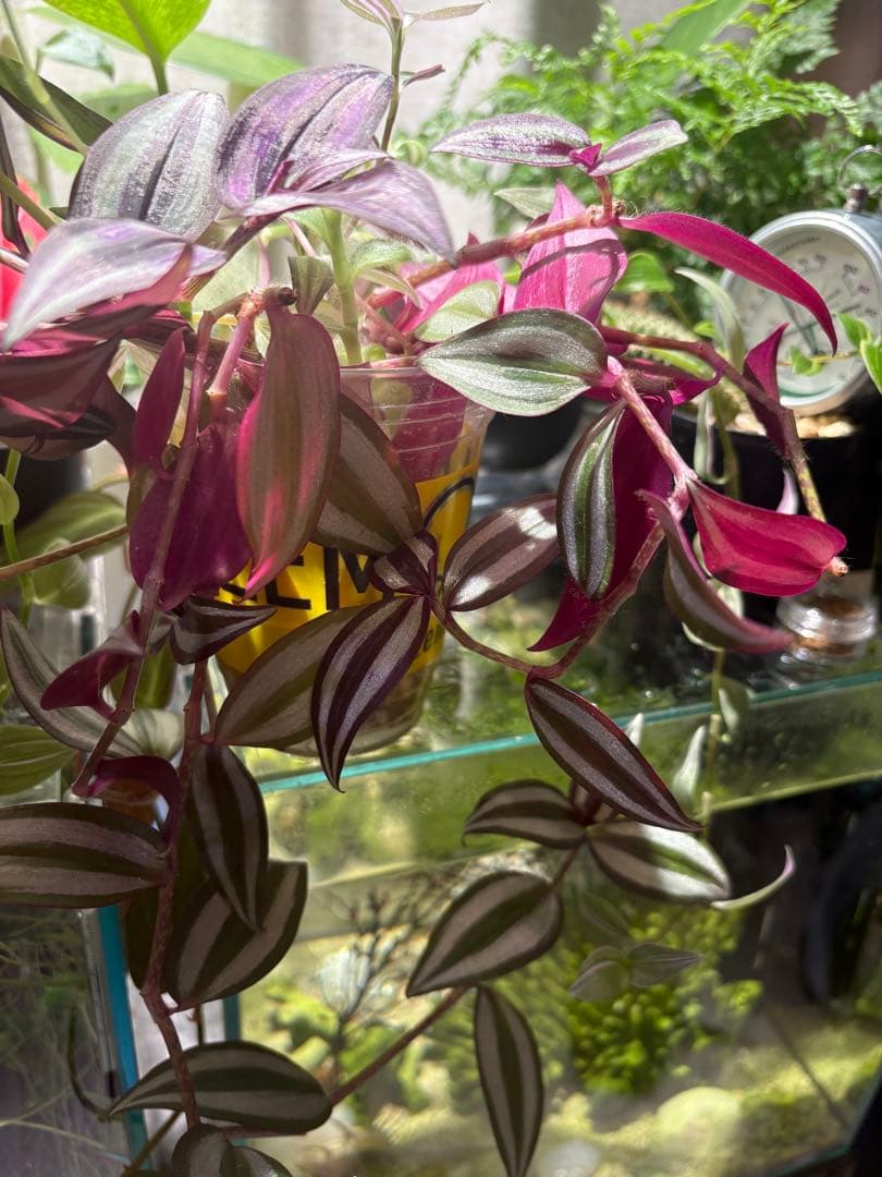 植物¥1000以上お買い上げの方 トラディスカンチア　セブリナ　観葉植物　多肉