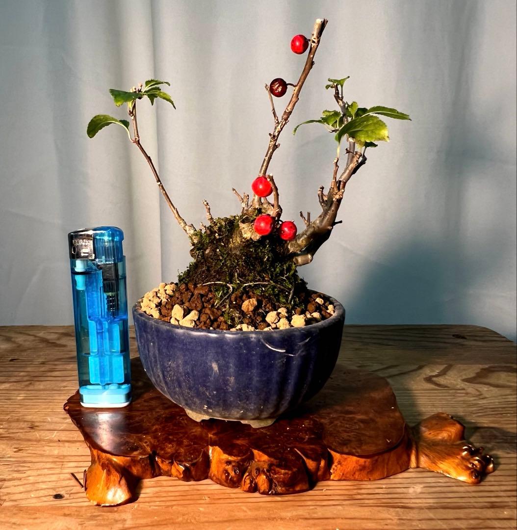 梅擬　ウメモドキ　幹太いです‼︎