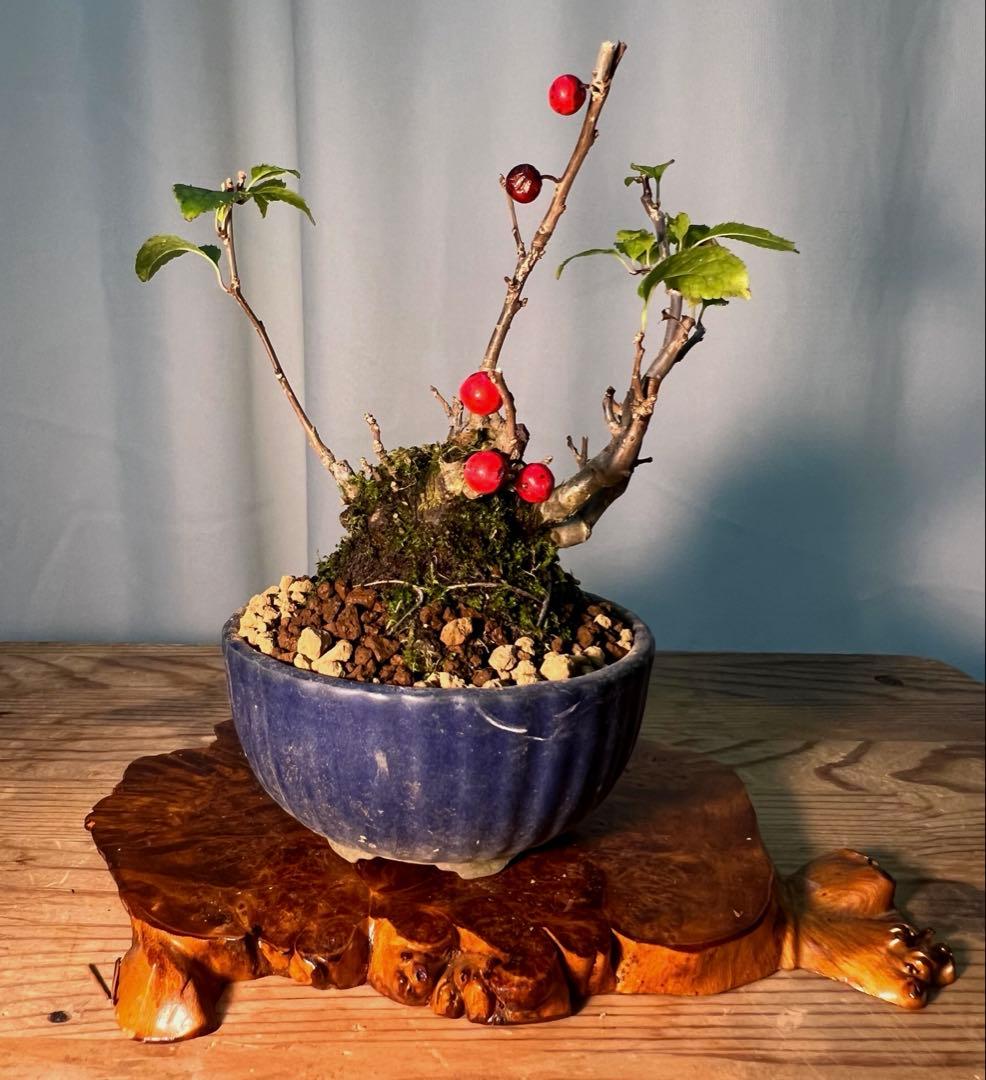 梅擬　ウメモドキ　幹太いです‼︎