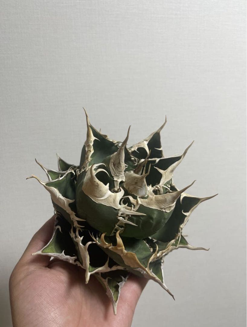 アガベ 緑幽霊 親株