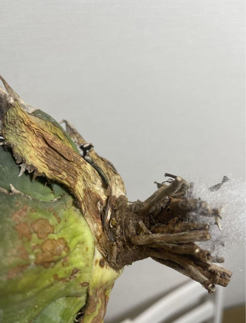 アガベ 緑幽霊 親株