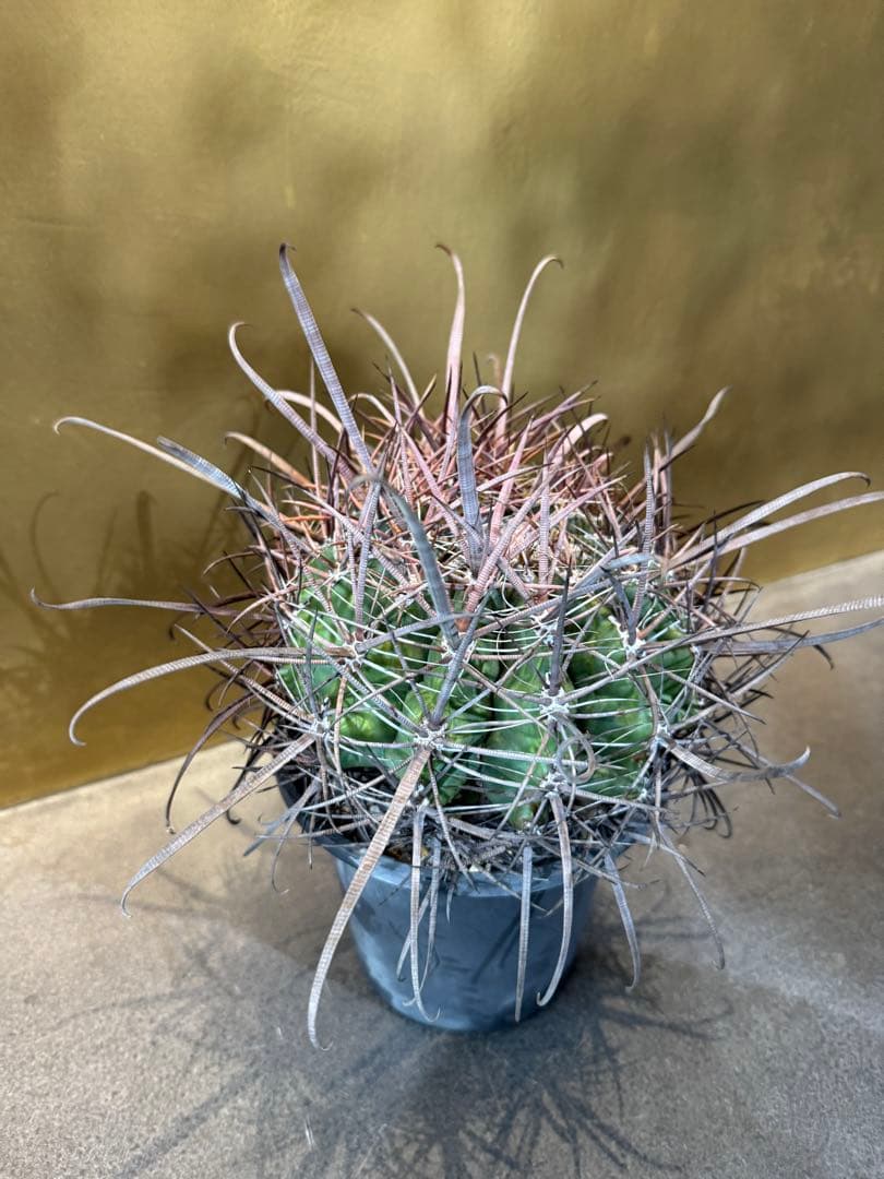 フェロカクタス　偉冠玉